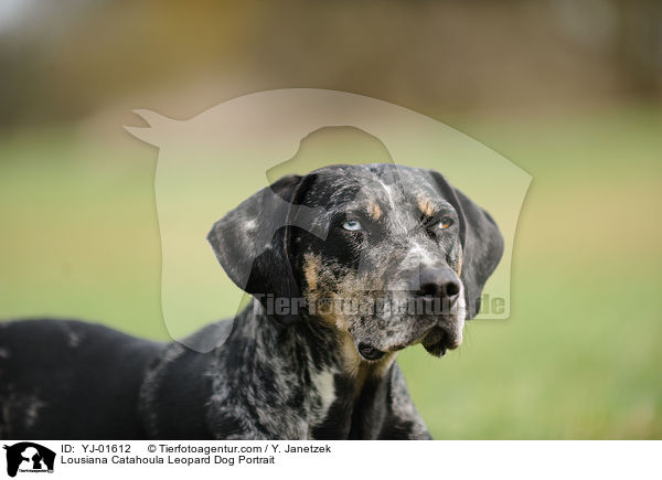 Lousiana Catahoula Leopard Dog Portrait / Lousiana Catahoula Leopard Dog Portrait / YJ-01612