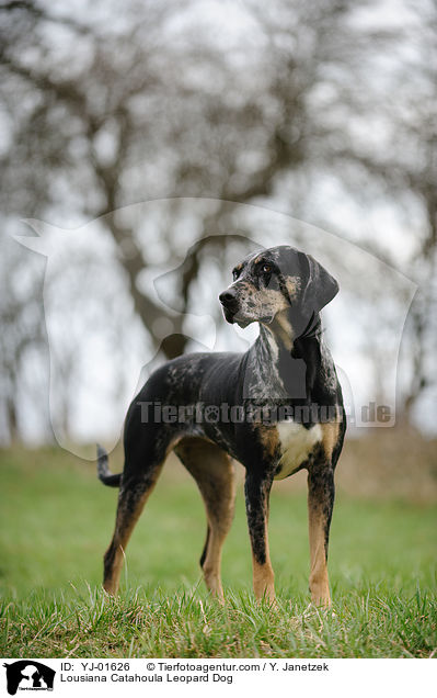 Lousiana Catahoula Leopard Dog / Lousiana Catahoula Leopard Dog / YJ-01626