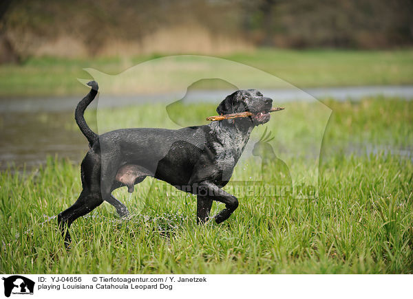 spielender Louisiana Catahoula Leopard Dog / playing Louisiana Catahoula Leopard Dog / YJ-04656