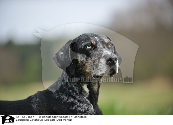 Louisiana Catahoula Leopard Dog Portrait / Louisiana Catahoula Leopard Dog Portrait / YJ-04667