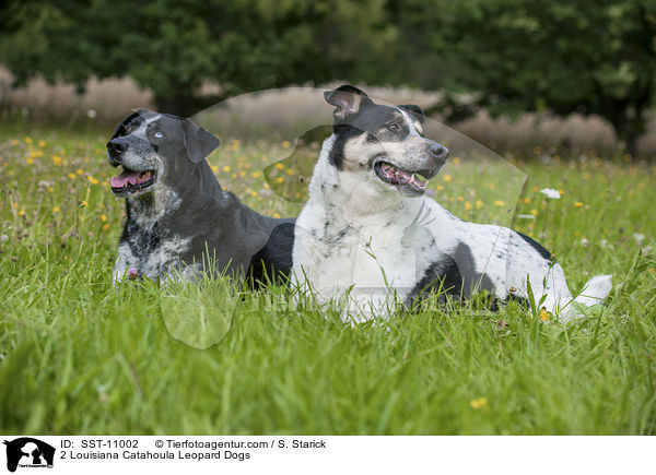 2 Louisiana Catahoula Leopard Dogs / 2 Louisiana Catahoula Leopard Dogs / SST-11002