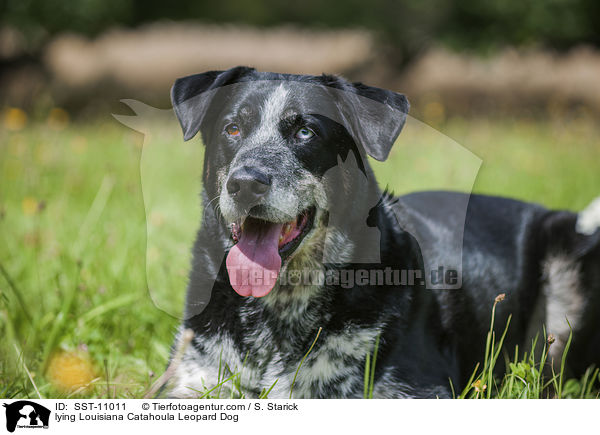 liegender Louisiana Catahoula Leopard Dog / lying Louisiana Catahoula Leopard Dog / SST-11011