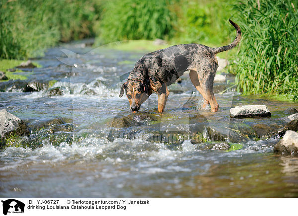 trinkender Louisiana Catahoula Leopard Dog / drinking Louisiana Catahoula Leopard Dog / YJ-06727