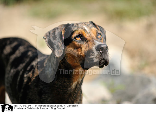 Louisiana Catahoula Leopard Dog Portrait / Louisiana Catahoula Leopard Dog Portrait / YJ-06730