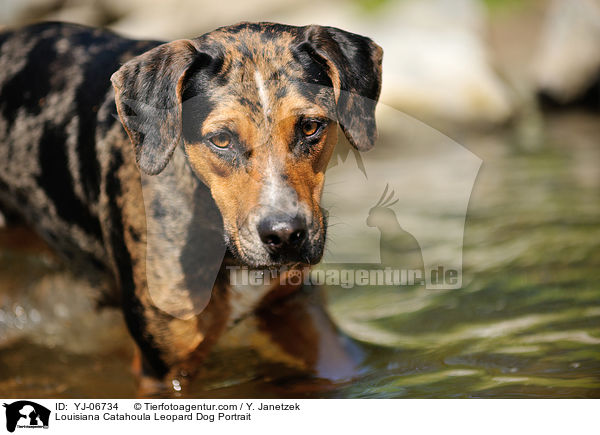 Louisiana Catahoula Leopard Dog Portrait / Louisiana Catahoula Leopard Dog Portrait / YJ-06734