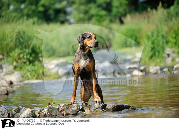 Louisiana Catahoula Leopard Dog / Louisiana Catahoula Leopard Dog / YJ-06735