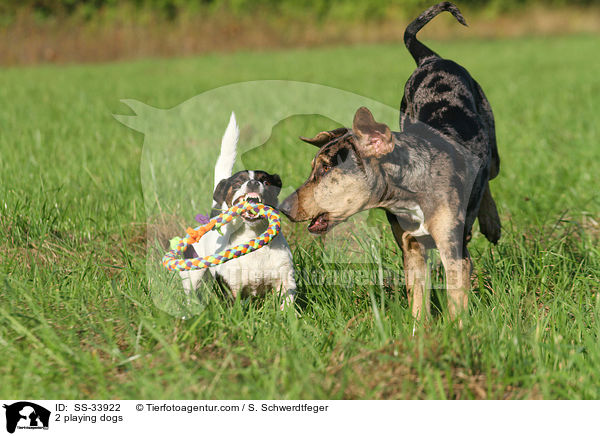 2 spielende Hunde / 2 playing dogs / SS-33922