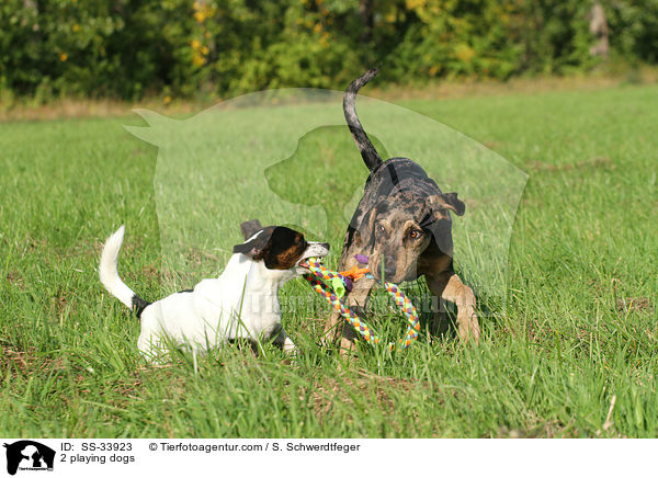 2 spielende Hunde / 2 playing dogs / SS-33923