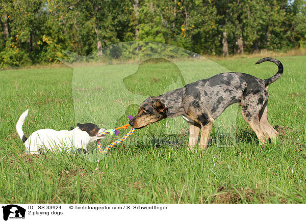 2 playing dogs / SS-33924