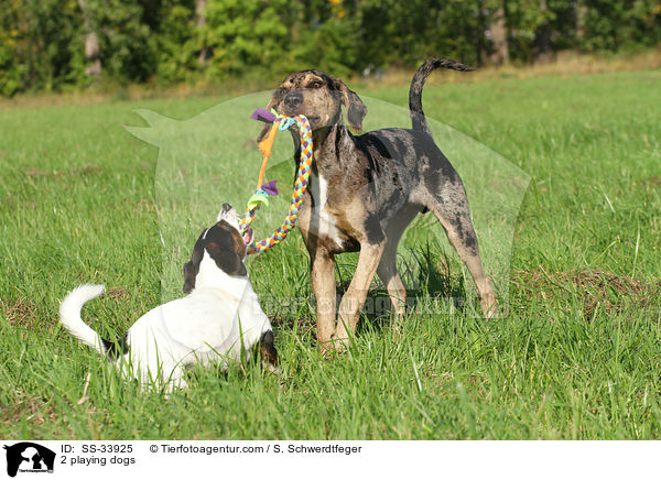 2 playing dogs / SS-33925