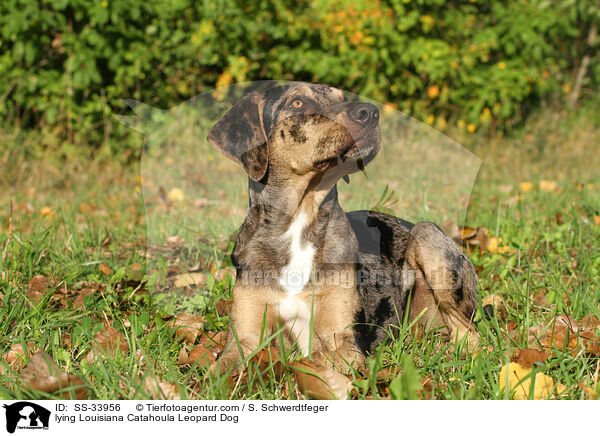 liegender Louisiana Catahoula Leopard Dog / lying Louisiana Catahoula Leopard Dog / SS-33956