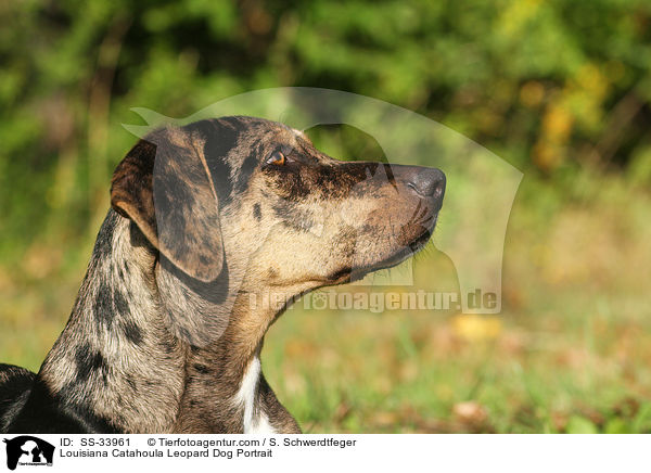 Louisiana Catahoula Leopard Dog Portrait / Louisiana Catahoula Leopard Dog Portrait / SS-33961