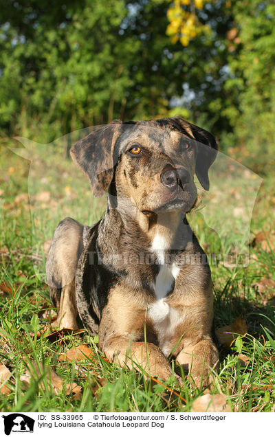 liegender Louisiana Catahoula Leopard Dog / lying Louisiana Catahoula Leopard Dog / SS-33965