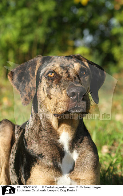 Louisiana Catahoula Leopard Dog Portrait / Louisiana Catahoula Leopard Dog Portrait / SS-33966