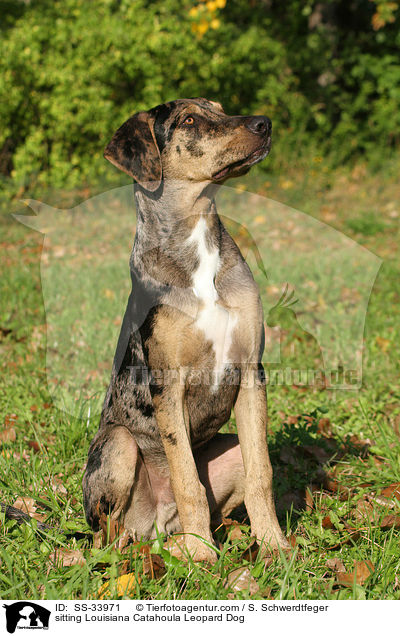 sitzender Louisiana Catahoula Leopard Dog / sitting Louisiana Catahoula Leopard Dog / SS-33971