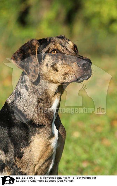 Louisiana Catahoula Leopard Dog Portrait / Louisiana Catahoula Leopard Dog Portrait / SS-33973