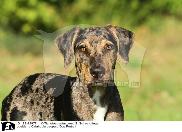 Louisiana Catahoula Leopard Dog Portrait / Louisiana Catahoula Leopard Dog Portrait / SS-33977