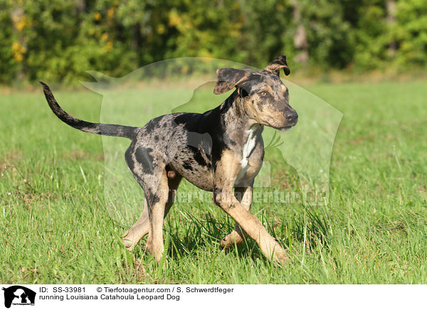 rennender Louisiana Catahoula Leopard Dog / running Louisiana Catahoula Leopard Dog / SS-33981