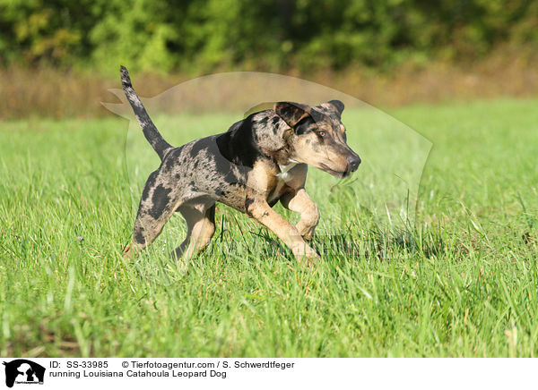 rennender Louisiana Catahoula Leopard Dog / running Louisiana Catahoula Leopard Dog / SS-33985