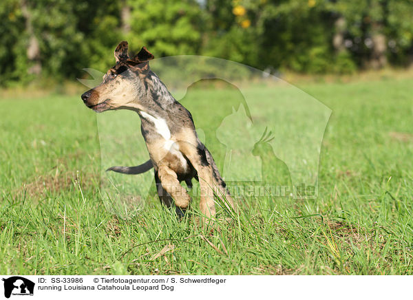 rennender Louisiana Catahoula Leopard Dog / running Louisiana Catahoula Leopard Dog / SS-33986