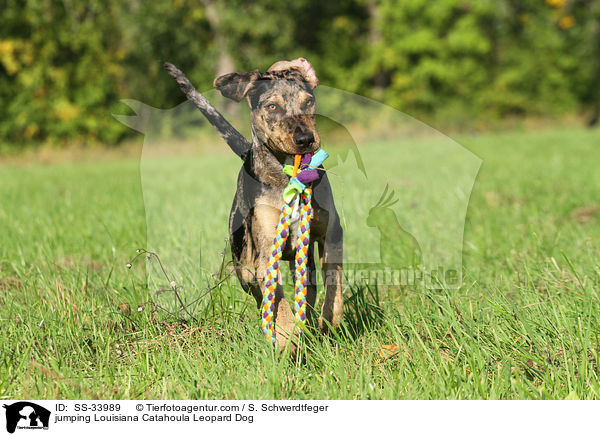 springender Louisiana Catahoula Leopard Dog / jumping Louisiana Catahoula Leopard Dog / SS-33989