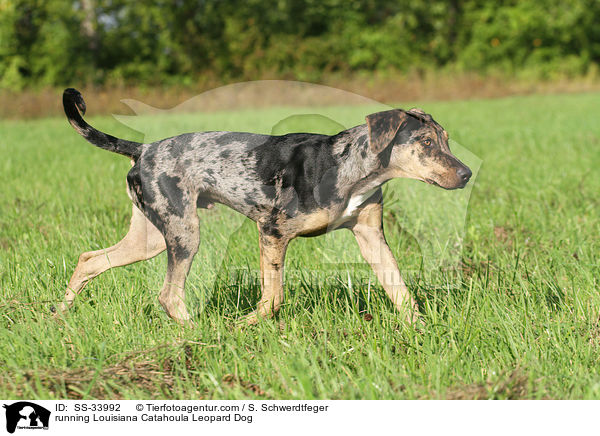 rennender Louisiana Catahoula Leopard Dog / running Louisiana Catahoula Leopard Dog / SS-33992