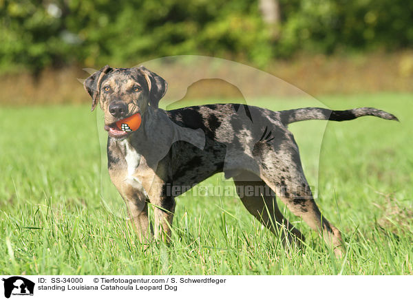 stehender Louisiana Catahoula Leopard Dog / standing Louisiana Catahoula Leopard Dog / SS-34000