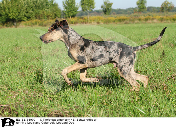 rennender Louisiana Catahoula Leopard Dog / running Louisiana Catahoula Leopard Dog / SS-34002