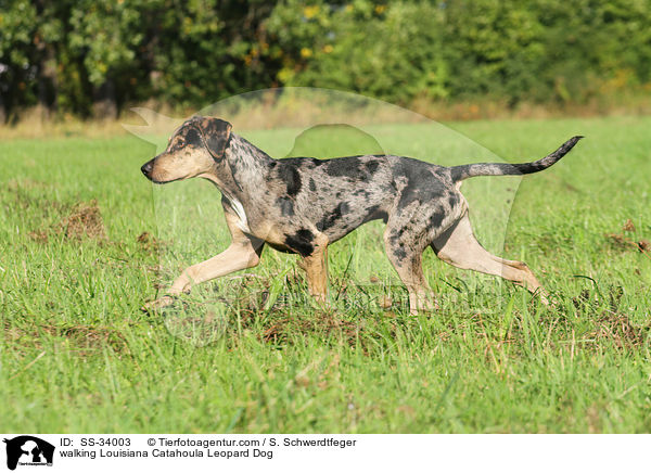 laufender Louisiana Catahoula Leopard Dog / walking Louisiana Catahoula Leopard Dog / SS-34003