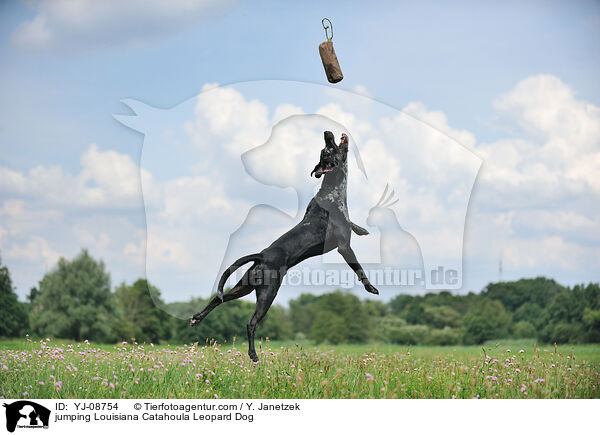 springender Louisiana Catahoula Leopard Dog / jumping Louisiana Catahoula Leopard Dog / YJ-08754