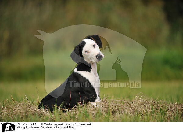 sitting Louisiana Catahoula Leopard Dog / YJ-11472