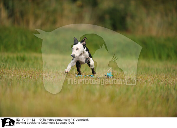 spielender Louisiana Catahoula Leopard Dog / playing Louisiana Catahoula Leopard Dog / YJ-11482