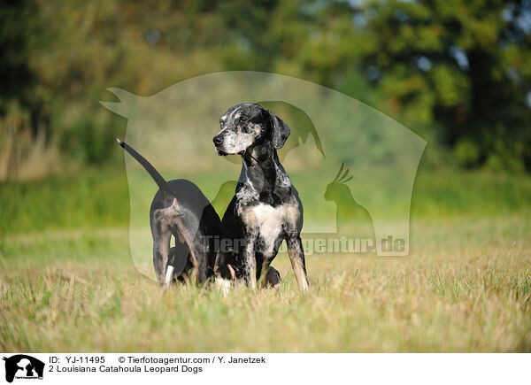 2 Louisiana Catahoula Leopard Dogs / 2 Louisiana Catahoula Leopard Dogs / YJ-11495