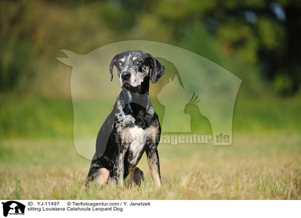 sitzender Louisiana Catahoula Leopard Dog / sitting Louisiana Catahoula Leopard Dog / YJ-11497