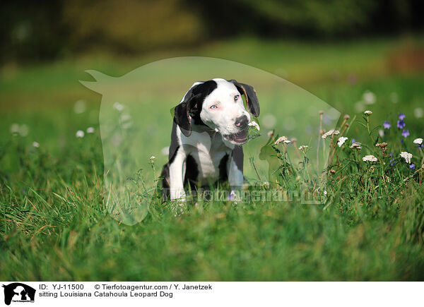 sitzender Louisiana Catahoula Leopard Dog / sitting Louisiana Catahoula Leopard Dog / YJ-11500