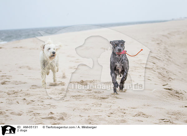 2 Hunde / 2 dogs / AM-05131