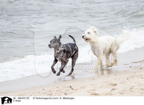 2 Hunde / 2 dogs / AM-05135