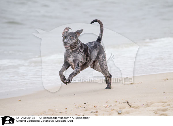 rennender Louisiana Catahoula Leopard Dog / running Louisiana Catahoula Leopard Dog / AM-05138