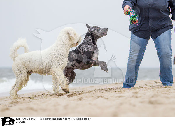 2 Hunde / 2 dogs / AM-05140