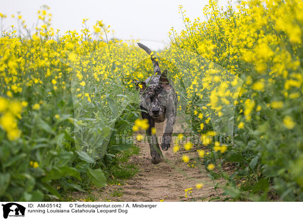 rennender Louisiana Catahoula Leopard Dog / running Louisiana Catahoula Leopard Dog / AM-05142