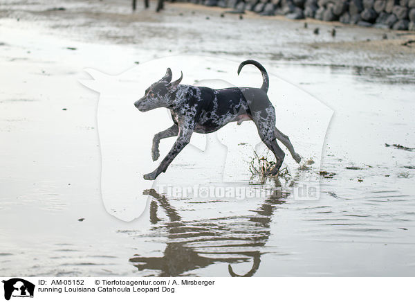 rennender Louisiana Catahoula Leopard Dog / running Louisiana Catahoula Leopard Dog / AM-05152