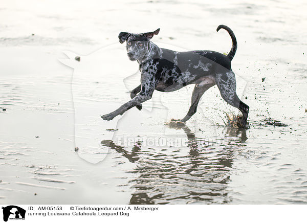 rennender Louisiana Catahoula Leopard Dog / running Louisiana Catahoula Leopard Dog / AM-05153