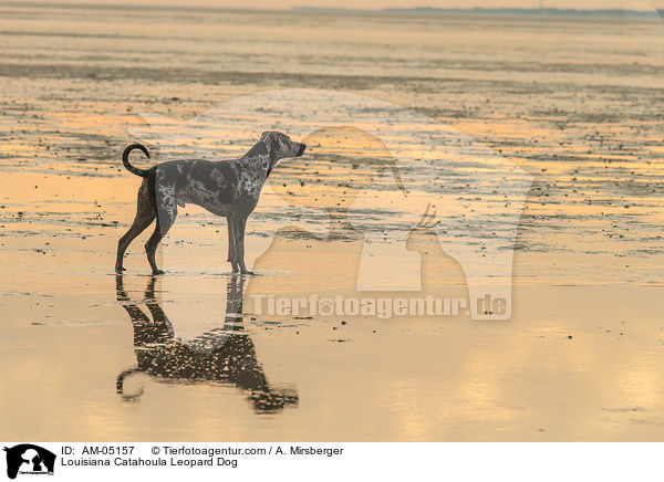 Louisiana Catahoula Leopard Dog / AM-05157