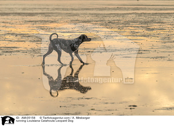 rennender Louisiana Catahoula Leopard Dog / running Louisiana Catahoula Leopard Dog / AM-05158