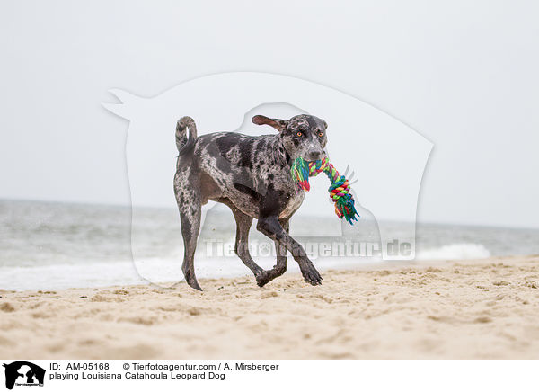 spielender Louisiana Catahoula Leopard Dog / playing Louisiana Catahoula Leopard Dog / AM-05168