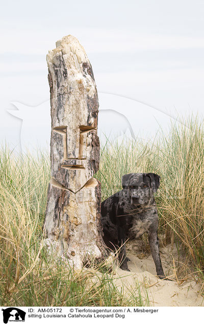 sitzender Louisiana Catahoula Leopard Dog / sitting Louisiana Catahoula Leopard Dog / AM-05172