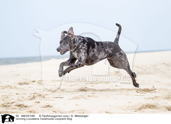 rennender Louisiana Catahoula Leopard Dog / running Louisiana Catahoula Leopard Dog / AM-05189