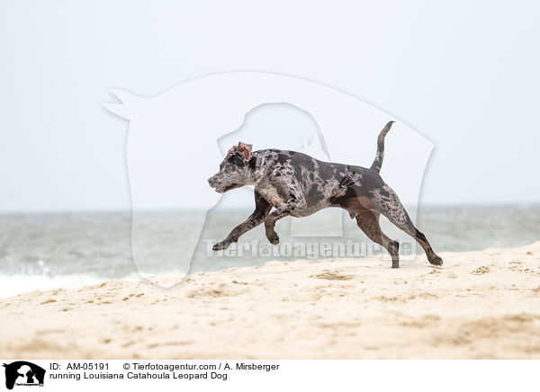 rennender Louisiana Catahoula Leopard Dog / running Louisiana Catahoula Leopard Dog / AM-05191