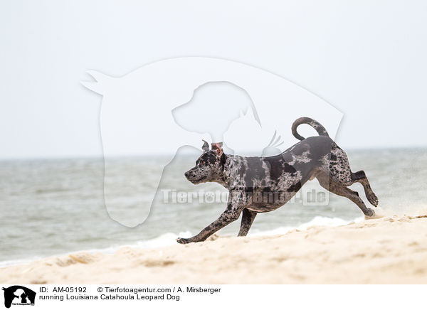 rennender Louisiana Catahoula Leopard Dog / running Louisiana Catahoula Leopard Dog / AM-05192