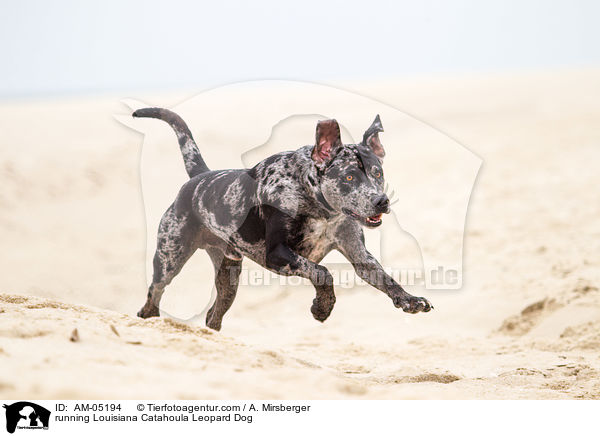 rennender Louisiana Catahoula Leopard Dog / running Louisiana Catahoula Leopard Dog / AM-05194